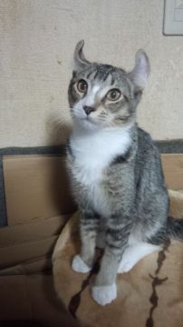 アメリカンカール【神奈川県・男の子・2017年6月10日・シルバーティックドタビー&ホワイト（短毛・ショートヘアーです。）】の写真「好奇心旺盛で存在感のある子です。」