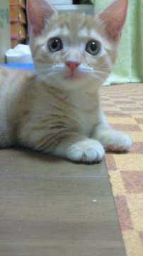 マンチカン【神奈川県・男の子・2011年5月5日・レッドスポテッドタビー（短毛種）】の写真「」