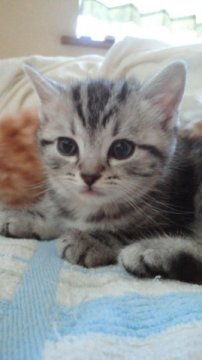 マンチカン【神奈川県・男の子・2011年12月4日・シルバークラシックタビー（短毛種）】の写真「」