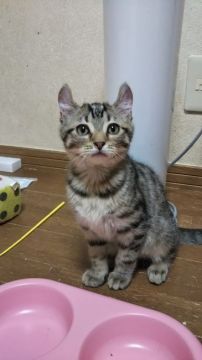 アメリカンカール【神奈川県・男の子・2018年10月23日・ブラウンマッカレルタビー（ショートヘアー・短毛です。）】の写真「ツンデレがすごい子です！苦笑。」