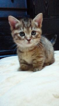 マンチカン【神奈川県・女の子・2014年10月29日・ブラウンスポテッドタビー（短毛・ショートヘアーです。）】の写真「食欲旺盛のコロコロちゃんです。」