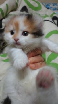 マンチカン【神奈川県・女の子・2011年12月4日・キャリコ（短毛種（長毛に近いです。））】の写真「」