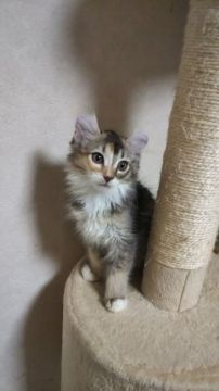 アメリカンカール【神奈川県・女の子・2019年7月24日・シルバーパッチドタビー&ホワイト（ロングヘアー・長毛です。）】の写真「やっとご紹介できる我が子です！笑」