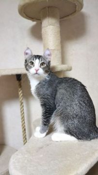 アメリカンカール【神奈川県・男の子・2019年7月24日・シルバーティックドタビー&ホワイト（ショートヘアー・短毛です。）】の写真「とにかく人が大好き！本当になつっこいです。」