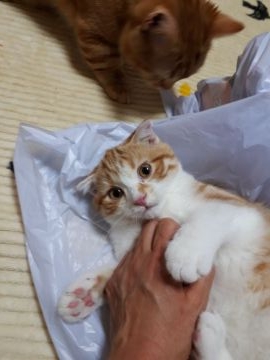 アメリカンカール【神奈川県・女の子・2018年2月17日・レッドマッカレルタビー&ホワイト（ショートヘアー・短毛）】の写真「とにかくお膝が大好きなくっつき虫ちゃんです。」