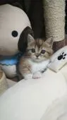 マンチカン(短足)【神奈川県・女の子・2021年3月15日・キャリコ(三毛)】の写真1「愛らしい子です！」