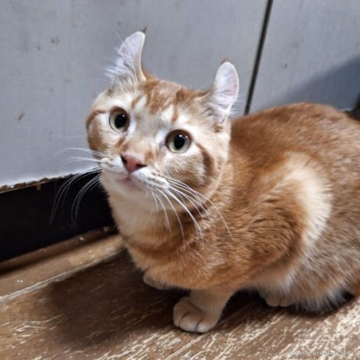 ブリーダー画像