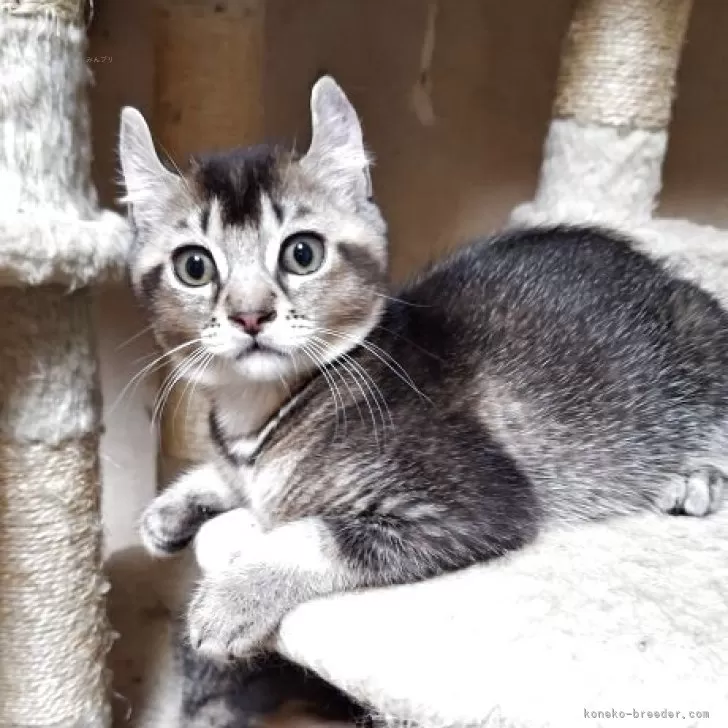 ID：2505-00455の子猫