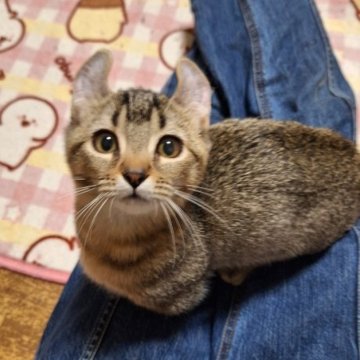 キンカロー【神奈川県・男の子・2025年7月31日・ブラウンタビー（ショートヘアー・短毛）】の写真「《訳あり》の短足くんです。紹介文を読んで下さいね！」