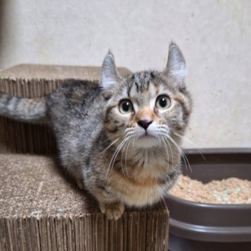 キンカロー【神奈川県・女の子・2025年7月31日・ブラウンマッカレルタビー（ショートヘアー・短毛）】の写真「抱っことお膝元が大好きな短足ちゃん。」