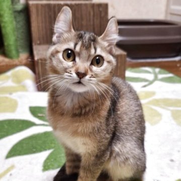 キンカロー【神奈川県・女の子・2025年7月31日・ブラウンタビー（ショートヘアー・短毛）】の写真「甘えたくて甘えたくて、《かまって！姫》です。」