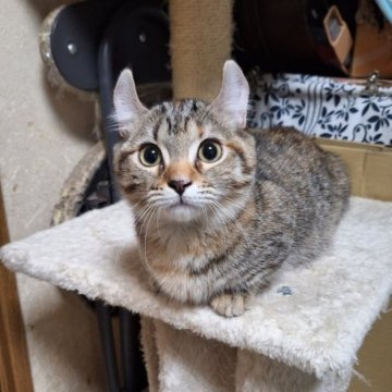 キンカロー【神奈川県・女の子・2025年7月31日・ブラウンマッカレルタビー（ショートヘアー・短毛）】の写真「抱っことお膝元が大好きな短足ちゃん。」