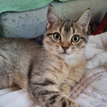 キンカロー【神奈川県・男の子・2025年8月8日・ブラウンマッカレルタビー（ショートヘアー・短毛）】の写真「人に遊んでもらうのが大好きな男の子です。」