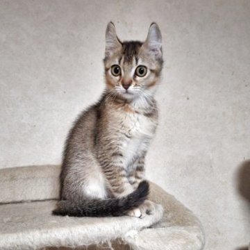 キンカロー【神奈川県・女の子・2025年7月31日・ブラウンタビー（ショートヘアー・短毛）】の写真「甘えたくて甘えたくて、《かまって！姫》です。」