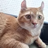 キンカロー【神奈川県・男の子・2025年2月19日・レッドタビー】の写真4