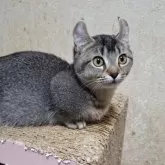 キンカロー【神奈川県・女の子・2025年7月31日・ブラウンタビー】の写真4