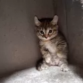 キンカロー【神奈川県・女の子・2025年7月31日・ブラウンマッカレルタビー】の写真7