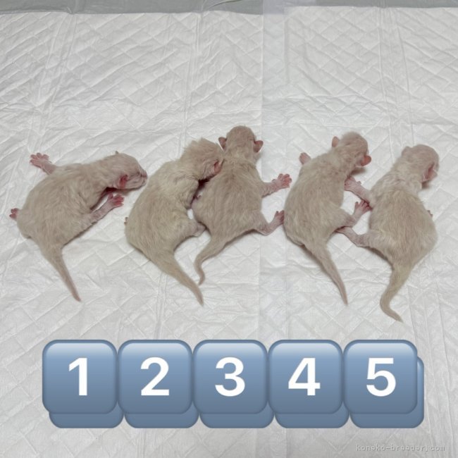 佐藤安佐子ブリーダーのブログ：チアキちゃん出産情報 (= ^ᆺ^)ﾉ