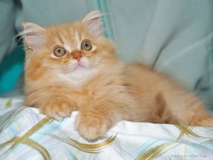 パトリック 様のお迎えした子猫