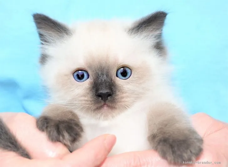 ID：2005-02177の子猫