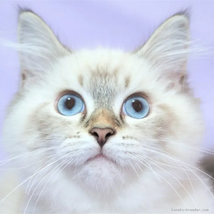 ID:2309-01648の子猫