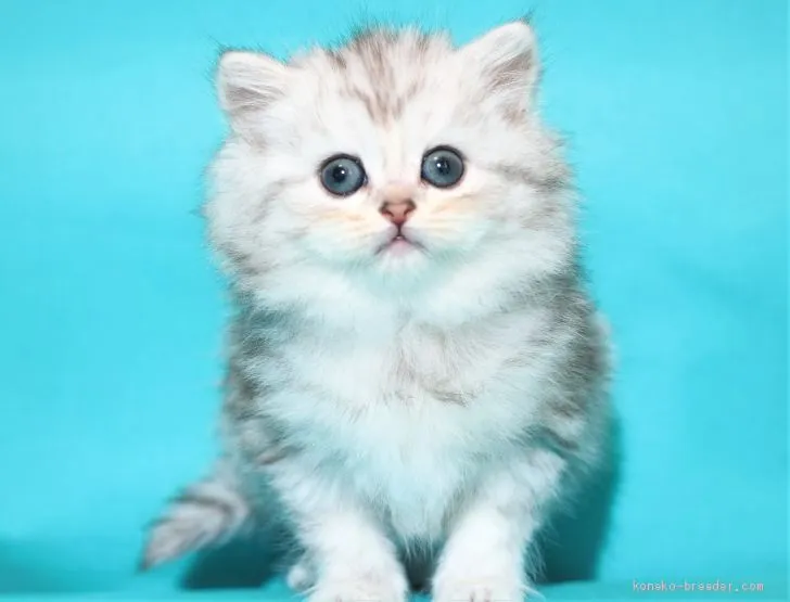 ID：2006-01688の子猫