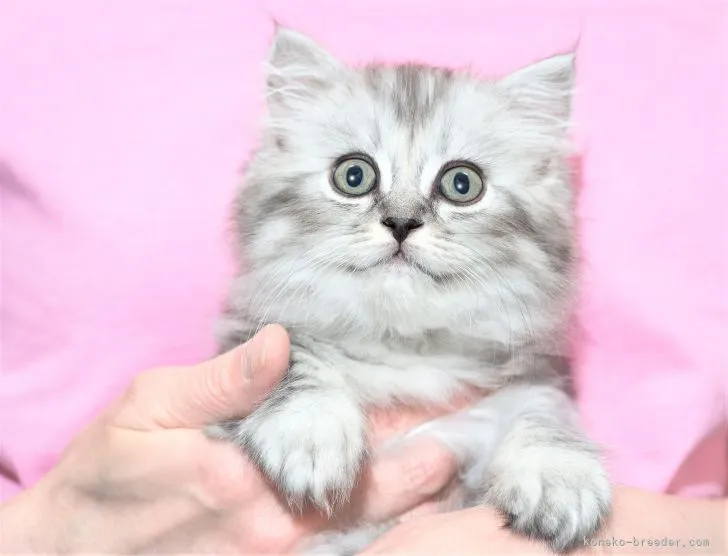 ID:2106-01449の子猫