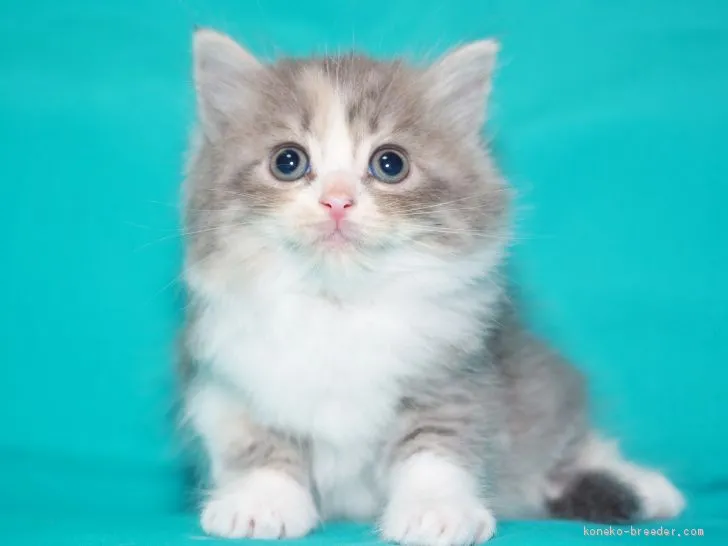 エル 様のお迎えした子猫
