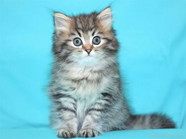 ID：2106-00591の子猫