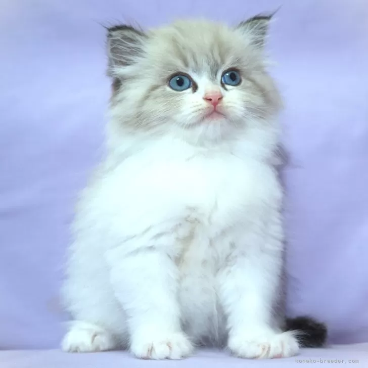 ID：2412-00551の子猫