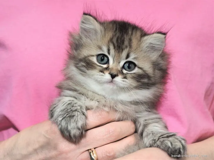 ID：2101-01705の子猫
