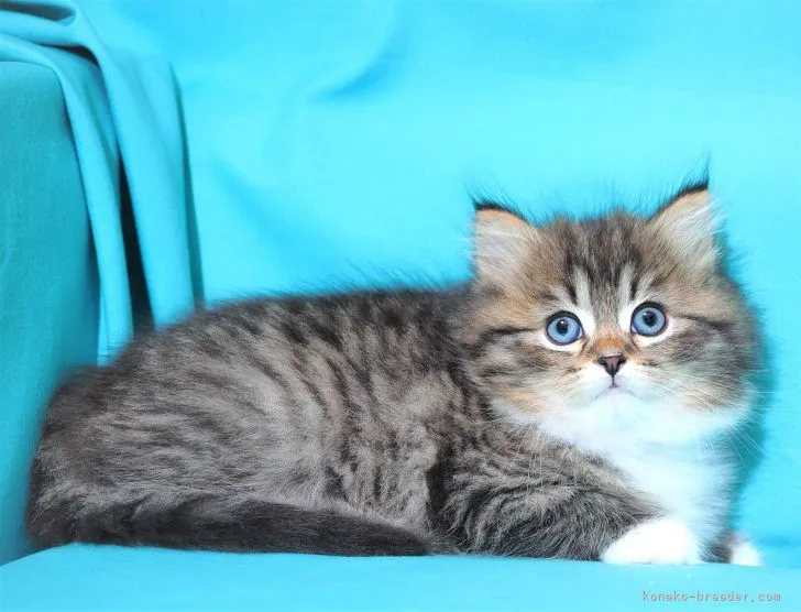 ID:2112-01312の子猫
