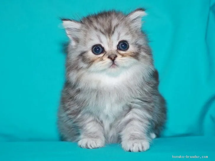 ID：1910-01832の子猫