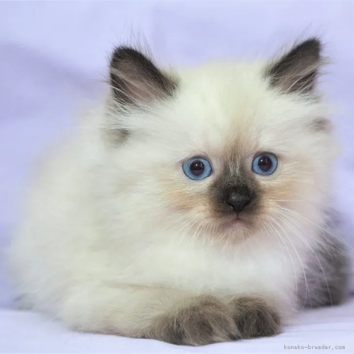 ID:2307-00302の子猫