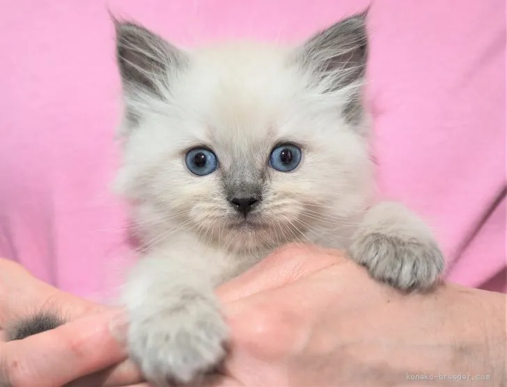 ID：2009-01307の子猫