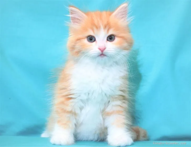 ID:2203-01622の子猫