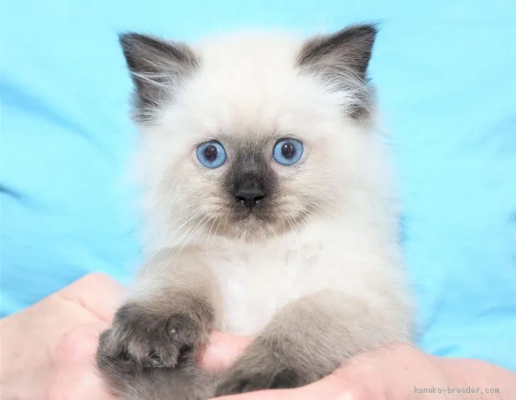 ID:2009-02016の子猫