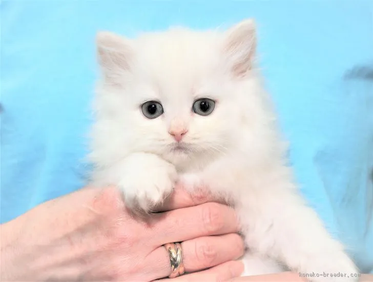 ID：2101-01902の子猫