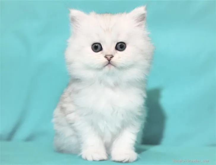 ID:2011-01782の子猫