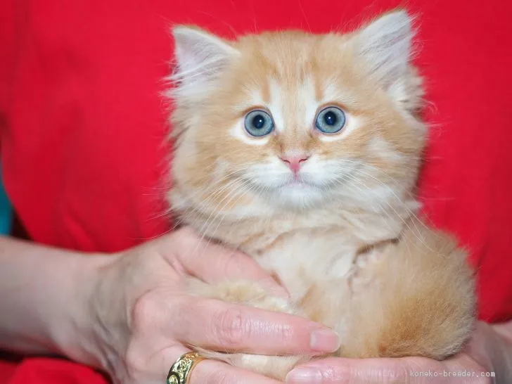 アコ 様のお迎えした子猫