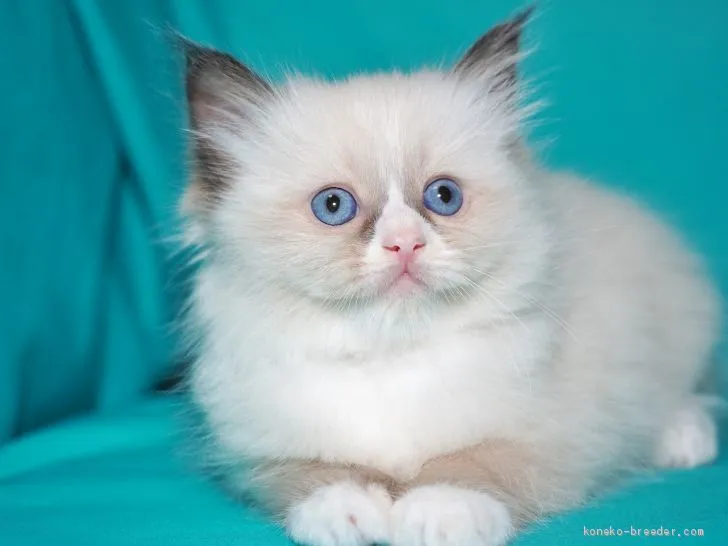 ID:1910-00172の子猫