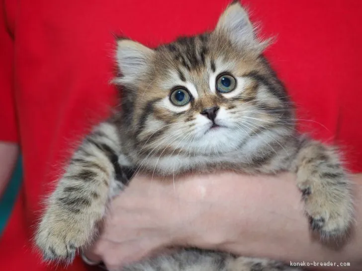 ID:1908-00087の子猫