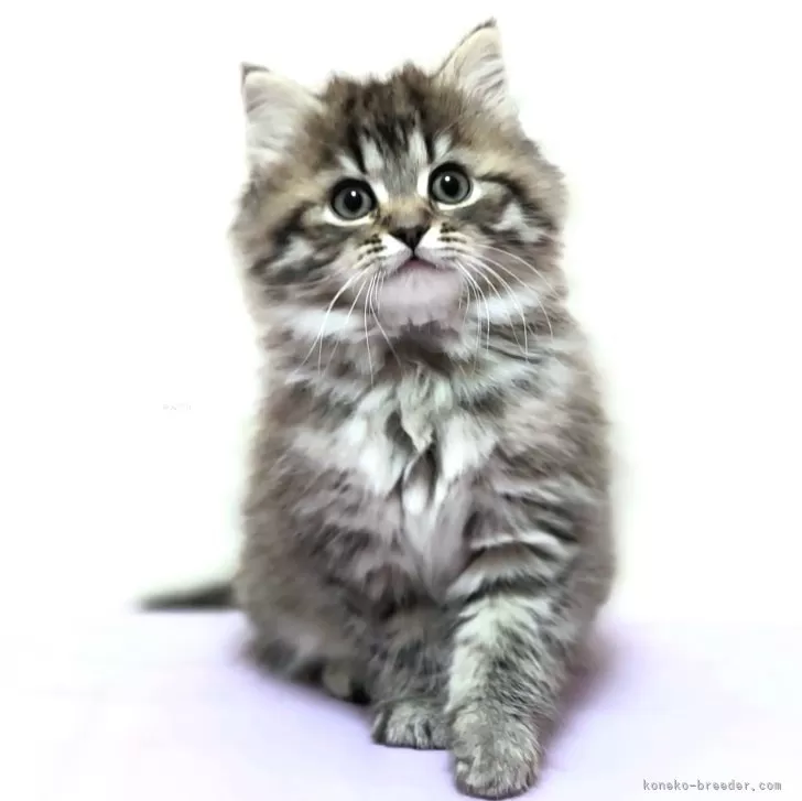 ID:2402-00352の子猫