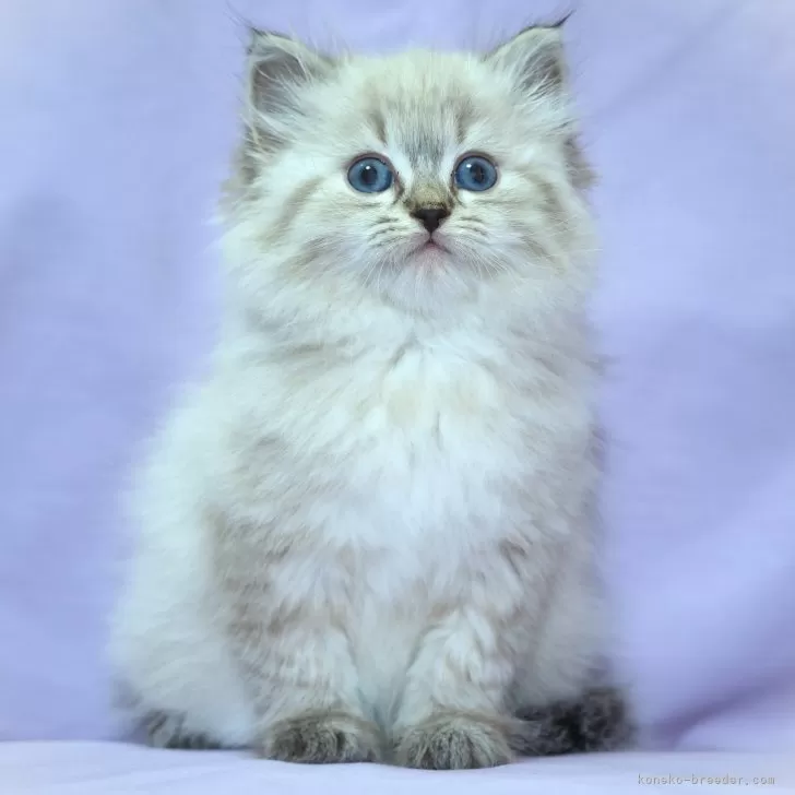 H 様のお迎えした子猫