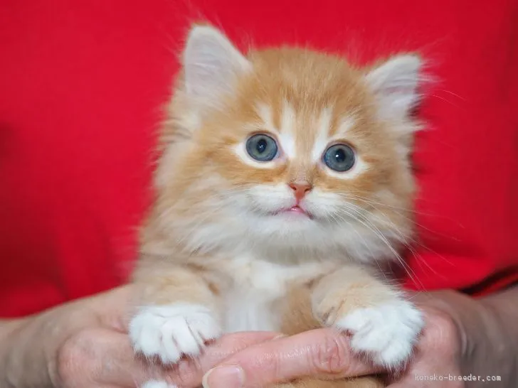 みゃあ吉 様のお迎えした子猫