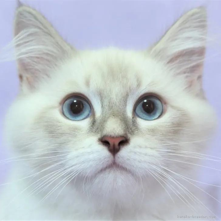 ID:2309-01643の子猫