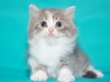 サイベリアン【三重県・女の子・2019年8月12日・ダイリュートキャリコ】の写真1「✿2019年9月12日に撮影しました。（均整の取れた愛らしい顔立ちをしています）」