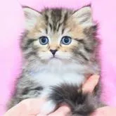 サイベリアン【三重県・女の子・2022年11月19日・】の写真1「✿2023年1月3日に撮影しました。（ホワイトソックス＆キャンドルテールが品格を醸し出しています）」