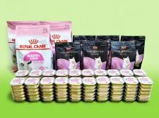 サイベリアン【三重県・女の子・2021年12月11日・ブルータビー&ホワイト】の写真2「✿にゃん To キャンペーン開催中（厳選された最高級ペットフード１年分を半額にて提供させて頂きます）」