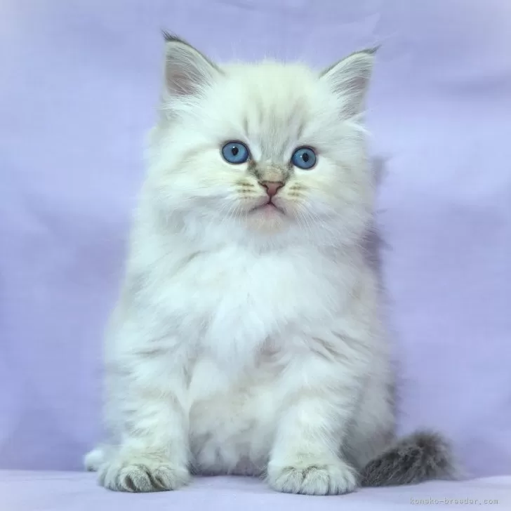 ID:2501-02243の子猫